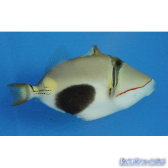 triggerfishes