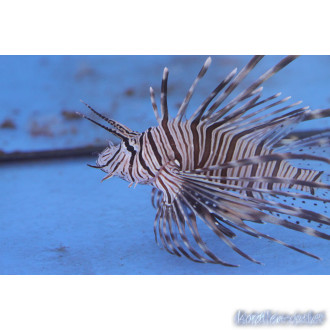 lionfishes