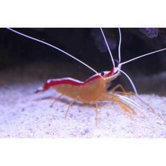 Garnelen - Korallen-Outlet - Meerwasseraquaristik - Groß- & Einzelhan