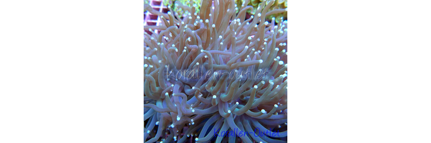 LPS corals