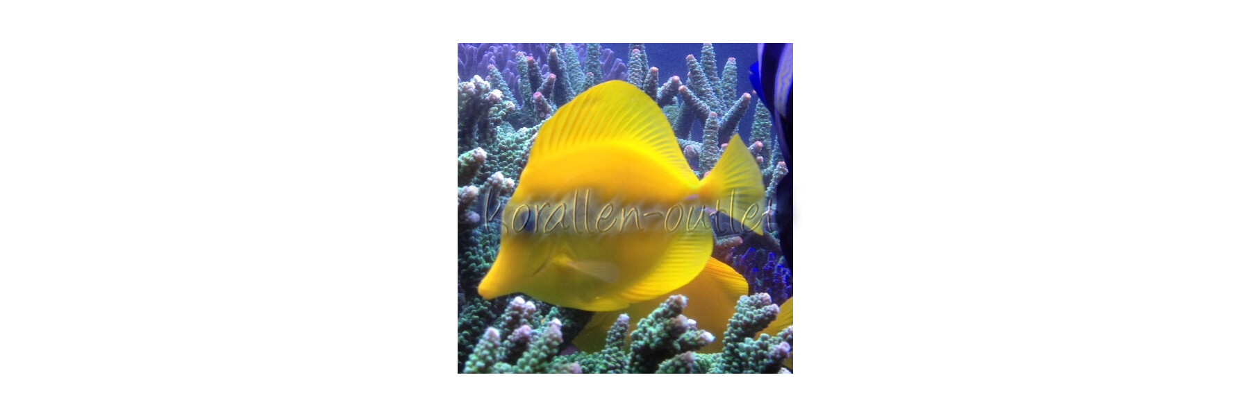 Surgeonfishes & Tangs