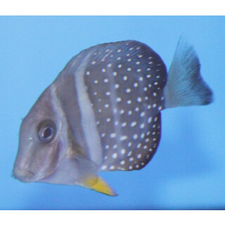 Acanthurus guttatus - Whitespotted surgeonfish