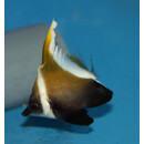 Heniochus varius - Horned bannerfish