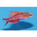 Paracheilinus cyaneus - Wrasse