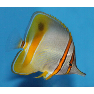 Chelmon marginalis - Pinzettfisch