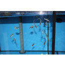 Pholidichthys leucotaenia - Weissstreifen-Aalgrundel juvenil