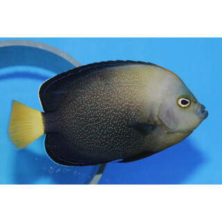 Chaetodontoplus caeruleopunctatus - Blue-spotted Angelfish