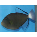 Melichthys vidua - Rotschwanz-Dr&uuml;ckerfisch S