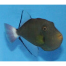 Melichthys vidua - Rotschwanz-Dr&uuml;ckerfisch S