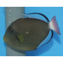 Melichthys vidua - Pinktail triggerfish M