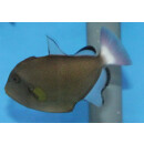 Melichthys vidua - Pinktail triggerfish M