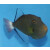 Melichthys vidua - Pinktail triggerfish M