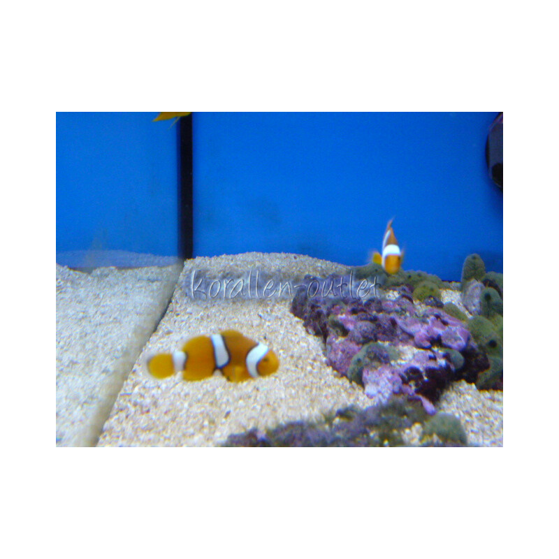 Amphiprion percula - Clown-Anemonenfisch M (Nachzucht - Bindenfehler möglich)