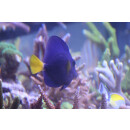 Zebrasoma xanthurum - Segelbader blau S ca. 5cm