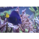 Zebrasoma xanthurum - Segelbader blau S ca. 5cm