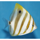 Parachaetodon ocellatus - Sixspine butterflyfish