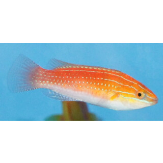 Cirrhilabrus rubriventralis - Geselliger Zwerglippfisch