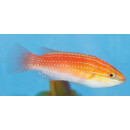 Cirrhilabrus rubriventralis - Geselliger Zwerglippfisch