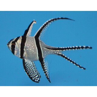 Pterapogon Kauderni - Banggai cardinal fish