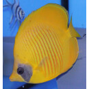 Chaetodon semilarvatus - Bluecheek butterflyfish