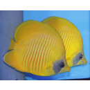 Chaetodon semilarvatus - Bluecheek butterflyfish