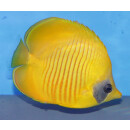 Chaetodon semilarvatus - Bluecheek butterflyfish