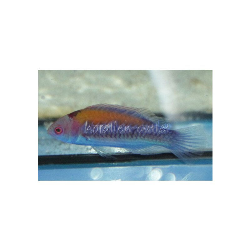 Cirrhilabrus aurantidorsalis Orangerücken - Zwerglippfisch