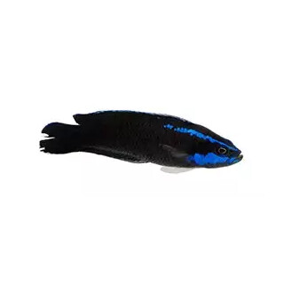 Pseudochromis springeri - Springers Zwergbarsch (Nachzucht)