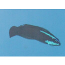 Pseudochromis springeri - Bluestriped Dottyback  (captive...