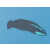 Pseudochromis springeri - Springers Zwergbarsch (Nachzucht)