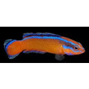 Pseudochromis aldabraensis - Orange dottyback (captive...