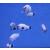 Amphiprion Percula Premium Platinum - Clown-Anemonenfisch (Nachzucht)