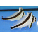 Equetus lanceolatus - Wimpel Ritterfisch (Nachzucht)
