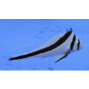 Equetus lanceolatus - Wimpel Ritterfisch (Nachzucht)