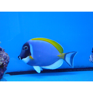 Acanthurus leucosternon - Powderblue surgeonfish L