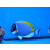 Acanthurus leucosternon - Powderblue surgeonfish L