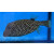 Ostracion meleagris - Weißtüfpel-Kofferfisch Weibchen L ca.6-7cm