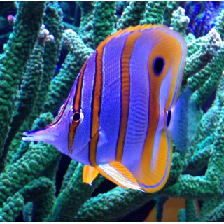 Chelmon rostratus - Orangebinden-Pinzettfisch XS/S