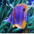 Chelmon rostratus - Orangebinden-Pinzettfisch XS/S