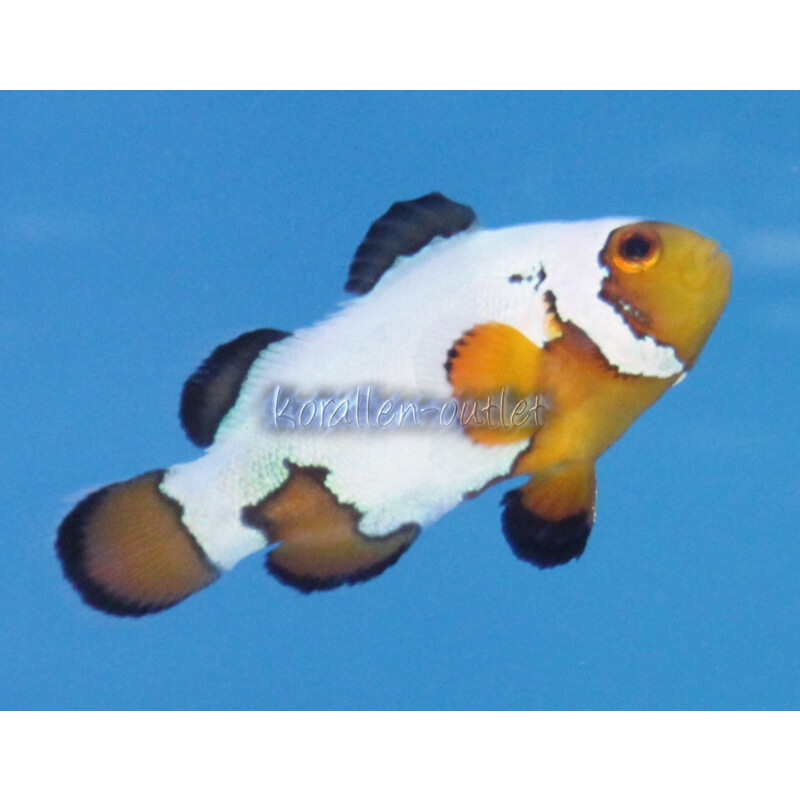 Amphiprion ocellaris Premium Snowflake - Clown-Anemonenfisch (Nachzucht)