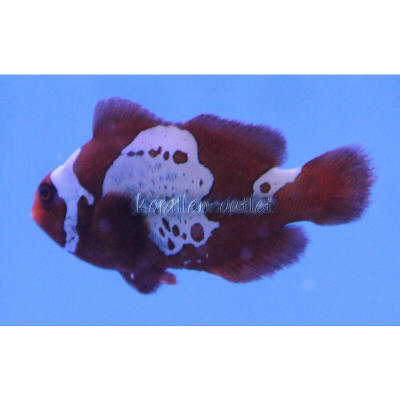 Premnas biaculeatus - Lightning Maroon Clownfish (captive breeding)