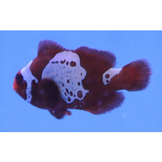 Premnas biaculeatus - Lightning Maroon Clownfish (captive...