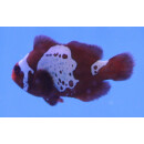 Premnas biaculeatus - Lightning Maroon Clownfish (Nachzucht)