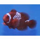 Premnas biaculeatus - Lightning Maroon Clownfish (Nachzucht)
