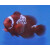 Premnas biaculeatus - Lightning Maroon Clownfish (Nachzucht)