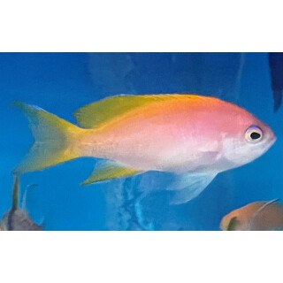 Pseudanthias bimaculatus - Two-spot basslet female