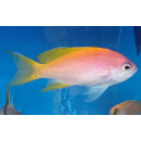 Pseudanthias bimaculatus - Fahnenbarsch Weibchen M