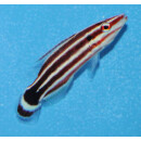 Bodianus opercularis - Rotstreifen-Schweinslippfisch ca. 8cm !!Rarität!! Originalbilder