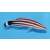 Bodianus opercularis - Blackspot hogfish, Candystripe hogfish, Red-striped hogfish