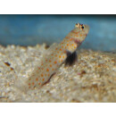 Amblyeleotris guttata - Spotted prawn-goby without shrimps